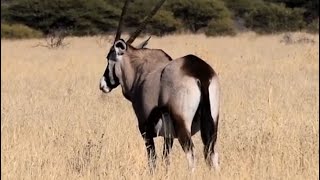 Meet the Gemsbok Springbok amp Bateared Fox of Botswana [upl. by Kral]