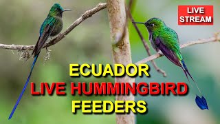 Live Hummingbird Feeders at Sachatamia Lodge in Ecuador [upl. by Spike]