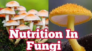 Nutrition in fungi  Saprophytes parasitic Predators  Biology 11th  Chapter 8 [upl. by Iohk]