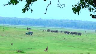 Elephants  Kabini Backwaters [upl. by Ityak]