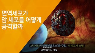 면역세포가 암 세포를 어떻게 공격할까  20140108488회 방송암 치료 그 후 생활을 바꿔야 산다 [upl. by Bez]