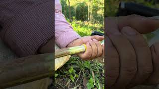 How to get apples from trees shorts bushcraft outdoor survival viralvideo forest camping [upl. by Lyred]