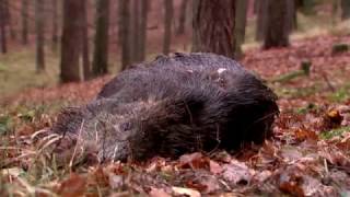 Best of Driven Wild Boar Hunting ep 4  Ultimate Hunting [upl. by Mccord]