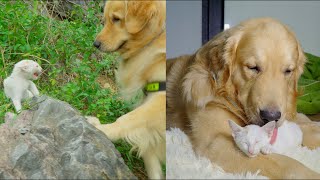 My Golden Retriever Found a Bold Lost Kitten and Adopts Him [upl. by Primo]