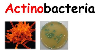 Actinobacteria [upl. by Yoc]