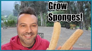 How to Grow Luffah Sponges from Seed to Harvest [upl. by Ecar578]