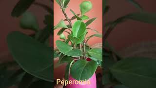 Peperomia obtusifolia plant care [upl. by Thornton]