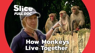 What Can We Learn from Ape Societies   FULL DOCUMENTARY [upl. by Gorlin]