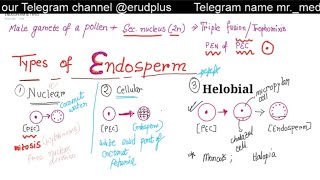 TYPES OF ENDOSPERM IN ANGIOSPERMS  NUCLEAR  CELLULAR  HELOBIAL ENDOSPERM [upl. by Eiraminot460]