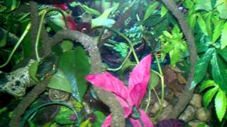 Tree Frog Paludarium FoggerNighttime Feeding [upl. by Nylrehc]