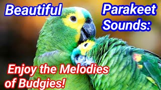 Beautiful Parakeet Sounds Enjoy the Melodies of Budgies [upl. by Vizza]