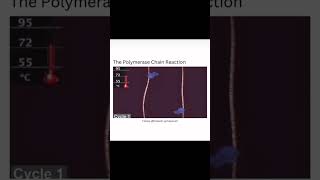 Polymerase Chain Reaction PCR [upl. by Aicatsanna]