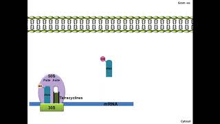 Tetracyclines  Mechanism of Action [upl. by Ardehs]