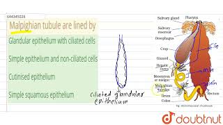 Malpighian tubule are lined by  12  STRUCTURAL ORGANISATION IN ANIMALS CONTD    ANIMAL M [upl. by Natsyrk]