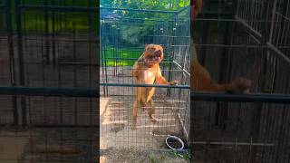 ALLI AND HER CHORES BULLY DOG KENNELS americanbully [upl. by Ikkiv784]