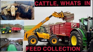 FEED COLLECTION  LOOK AT WHAT CATTLE WERE FEEDING [upl. by Enileqcaj]