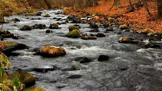 Relaxing River 10 Hours Peaceful Stream River Sounds for Sleep Relaxing Study ASMR [upl. by Ellenrahc]