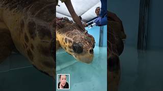 PART 03 More quotHarlowquot The Loggerhead Sea Turtle Treatment❤❤❤ viral turtlerescue animals shorts [upl. by Woody703]