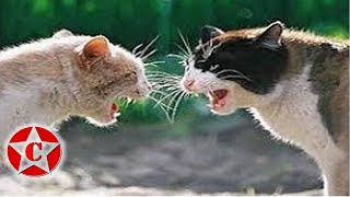 the best funny cat fight videos [upl. by Asital]