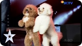 Such a Lovely Dog Acrobatic  Lovly Dog  AUDITION 5  Indonesias Got Talent [upl. by Fellner462]