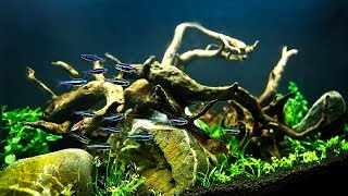 HOW TO Aquascape on a small budget NONCO2 injection [upl. by Johan]