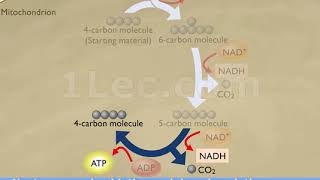 How the Krebs Cycle Works [upl. by Akkinahs835]