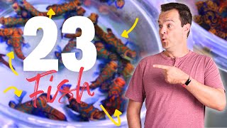 How Many Fish Can You Put In A Saltwater Aquarium [upl. by Hnoj]