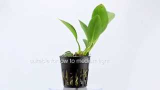 Anubias congensis  tie it to wood or rocks in your planted aquarium [upl. by Beka90]