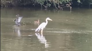 Wildlife at Abington Park Northampton England [upl. by Kcirdneked]