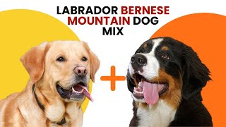 Labrador Bernese Mountain Dog Mix AKA Labernese [upl. by Bradleigh]