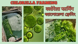 Chlorella Training in India  क्लोरेला फार्मिंग  ক্যালোরেলা ফ্রেমিং  7057700035 [upl. by Bollinger]