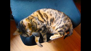 Lily the Rescue Bengal Cat is Starting to Find Her Confidence at Shady Grove Farm WV [upl. by Arelc206]