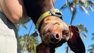 Best Dachshund dog video Compilation 2024 Try To Not Laugh Funny mini wiener dogs [upl. by Ynohtnakram]