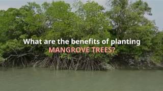 Benefits and Importance of Mangrove Trees [upl. by Ahsilrac]