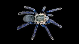 Cobalt Blue Tarantula [upl. by Ybrad908]