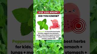 Peppermint Tea for Kids  Health Benefits amp How to Make It Safely [upl. by Nicholl]