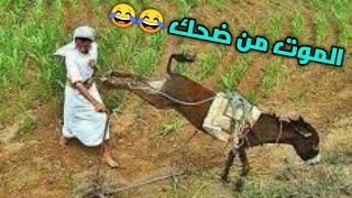 اشبع ضحك 🤣🤣 حمار قبيح يركل صاحبه طرائف مضحكة جدا جدا 2022 ضحك [upl. by Alyworth155]