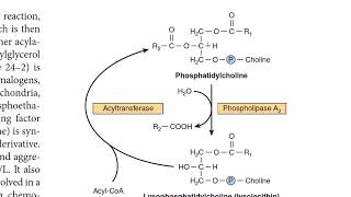 Phosphatidylcholine Metabolism  Lecithin Metabolism  Phospholipids Metabolism  G3P Biosynthesis [upl. by Lohcin]