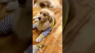 These Funny Dogs Will Brighten Your Day Instantly shorts [upl. by Camroc]