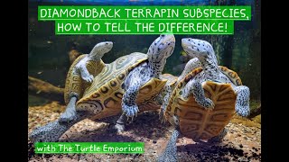 How to differentiate between Diamondback Terrapin Subspecies [upl. by Lasko]