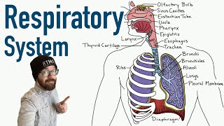 Respiratory System  Structure and Function [upl. by Sutsuj346]