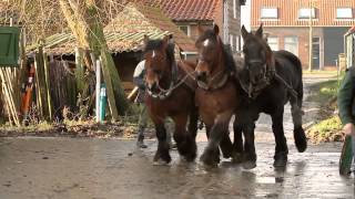 paardenkracht  Promo  Trekpaarden [upl. by Marx]