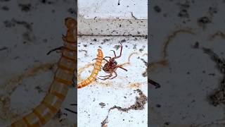 Noble False Widow Steatoda nobilis Preys on a Mealworm [upl. by Higley483]