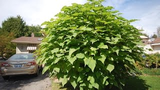 Time Lapse Catalpa Tree  Part Two May to Oct 2014 [upl. by Ellekim308]