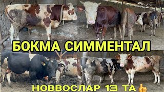 РАССИЯДАН КЕЛГАН СИММЕНТАЛ ДЕХКОНЧИЛИ НОВВОСЛАР СОТИЛАДИ АРЗОН УЛГИРИБ КОЛИНГ ЁШЛАРИ 28 июля 2024 г [upl. by Attenhoj]