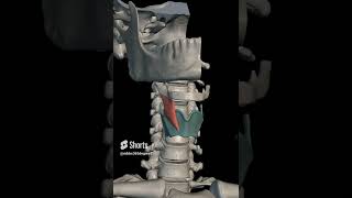 thyrohyoid muscle with origin insertion Nerve supply actions headandneckanatomy3danatomyanatomy [upl. by Nilat]