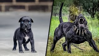 ANTES Y DESPUÉS DE ANIMALES CRECIENDO INCREÍBLES TRANSFORMACIONES DE ANIMALES [upl. by Attiuqihc899]