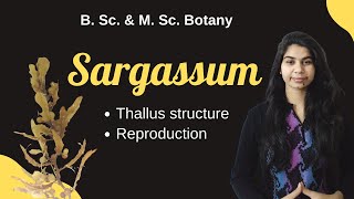 ALGAE  Sargassum  Botany  B Sc amp M Sc [upl. by Artapoelc]