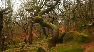 Burbage Brook Part 2 [upl. by Angle]