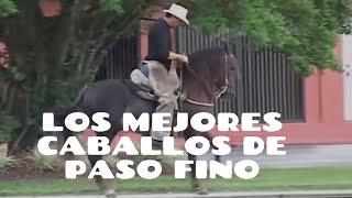 Los Mejores Caballos de Paso Fino Colombiano de los Ultimos Tiempos [upl. by Derfniw]